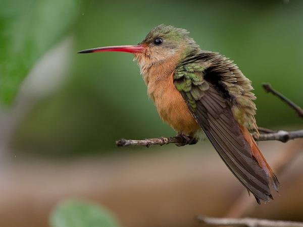 <h3><a href="/trips/costa-rica/biota/animalia/chordata/aves/033 apodiformes/004 trochilidae/amazilia rutila/amazilia rutila-nl.html">Amazilia&nbsp;rutila</a> / Cinnamon&nbsp;hummingbird / Kaneelkleurige&nbsp;amazilia</h3>OM-1 Mark II met OLYMPUS M.150-400mm F4.5, 1/2000 sec  bij F4.5, ISO 2500, afstand 6.18&nbsp;m